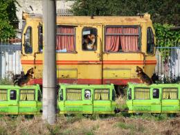 Animal train